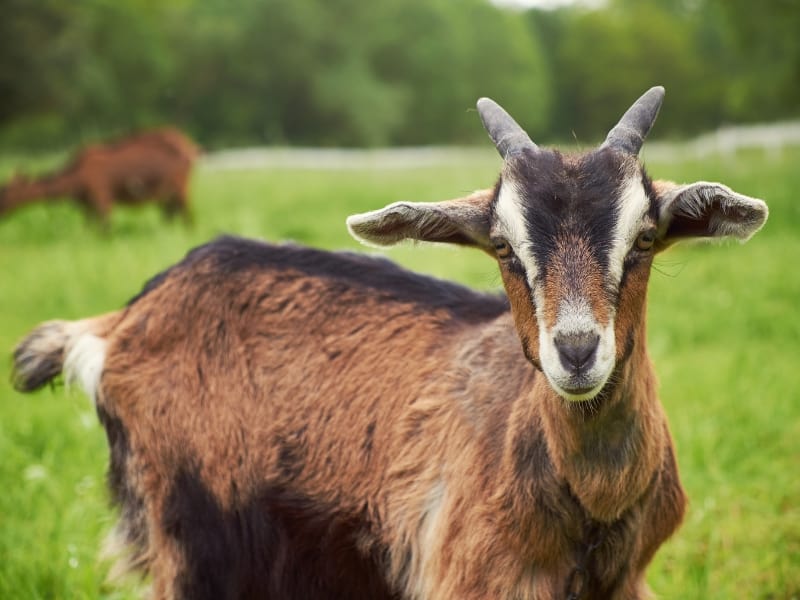 Sonpari goat