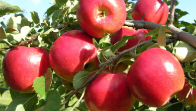 Apple Farming: सेब की खेती से भरेगी किसानो की तिजोरी,जाने खेती करने का सही तरीका