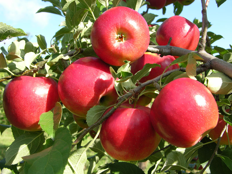 Apple Farming: सेब की खेती से भरेगी किसानो की तिजोरी,जाने खेती करने का सही तरीका