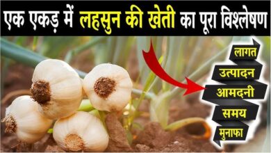 Farming of Garlic: तगड़ा मुनाफा पाने के लिए नए तरीको से करे लहसुन की खेती,जाने टिप्स
