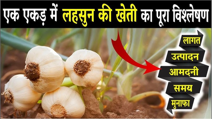 Farming of Garlic: तगड़ा मुनाफा पाने के लिए नए तरीको से करे लहसुन की खेती,जाने टिप्स