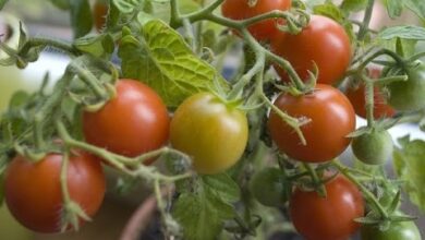 cultivate green tomatoes
