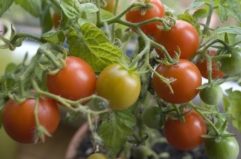 cultivate green tomatoes