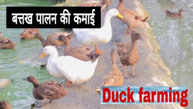 Duck Farming: मुर्गी पालन से अधिक बत्तख पालन से होता है तगड़ा मुनाफा,जाने कैसे