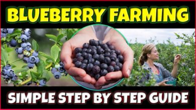 Blue Berry Farming: कम लागत में बम्फर मुनाफा देगी बेरी की खेती,जाने तरीका