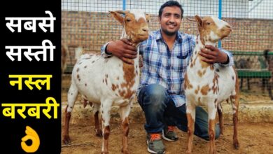 Goat Farming: बरबरी नस्ल की बकरी का पालन बनाएगा रंक से राजा,जाने कैसे