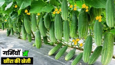 Cucumber Farming: गर्मियों में बहुत बिकता है खीरा जाने खेतो में उगाने के प्रक्रिया