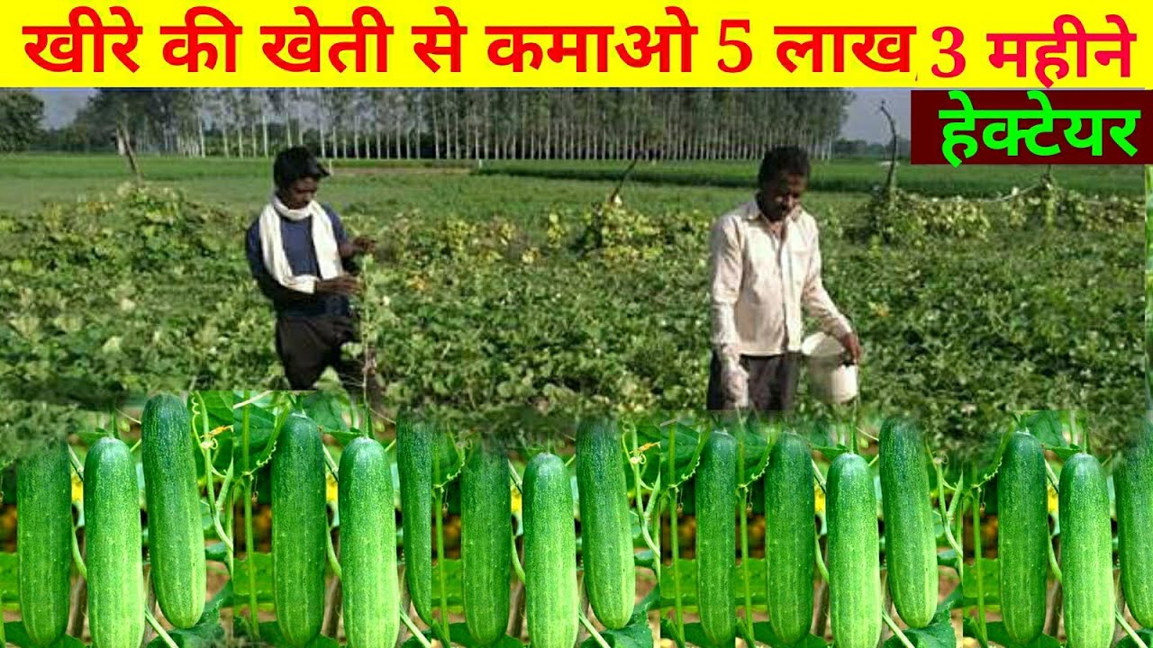 Cucumber Farming: गर्मियों में किसानो की कमाई का जरिया बनी खीरे की खेती,जाने कैसे