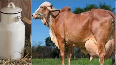 केतली भर-भर के दूध देने वाली गाय की नस्ल किसानो को कर देगी मालामाल,जाने कैसे