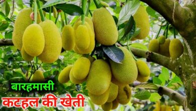 किसानो को करोड़पति बनाने में jackfruit farming बना जरिया,जाने कैसे