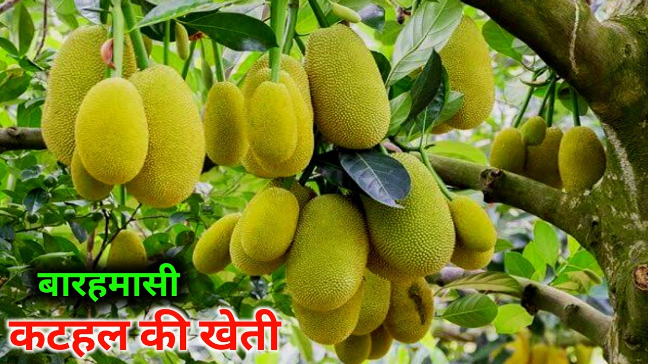 किसानो को करोड़पति बनाने में jackfruit farming बना जरिया,जाने कैसे