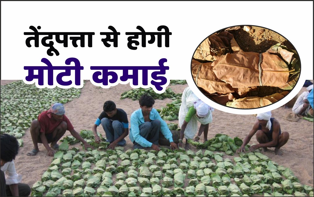 कंगाल किसानो को मालामाल बनाएगी तेंदूपत्ता की खेती,जाने कैसे