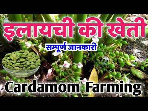तगड़ा मुनाफा दिलाएगी Cardamom Farming,फॉलो करे यूनिक टिप्स