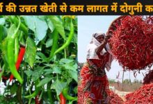 Chili Farming: लाल सुर्ख तीखी मिर्च की खेती करे अब नए अंदाज में होगा बम्फर मुनाफा