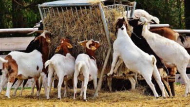 Goat Farming